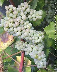 Riesling