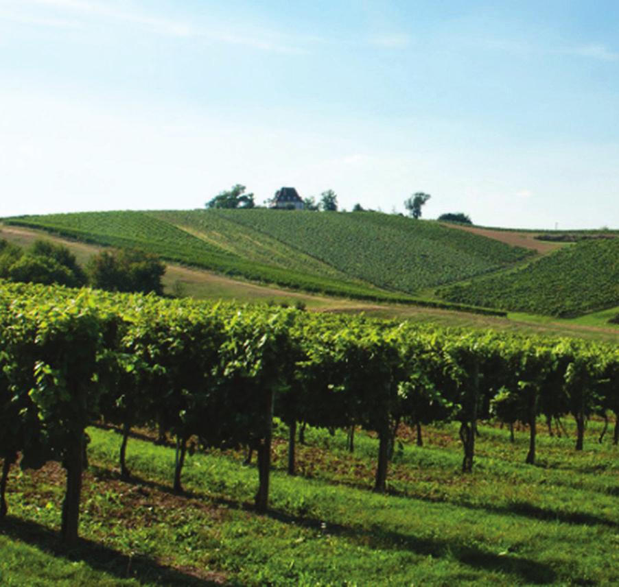 DOMAINE TASTET Côtes de Gascogne Côtes de Gascogne is een boeiende wijnstreek voor alledaagse wijnen en befaamd om vooral de heerlijke naar bloemen geurende sauvignon blanc en mengwijnen van ugni
