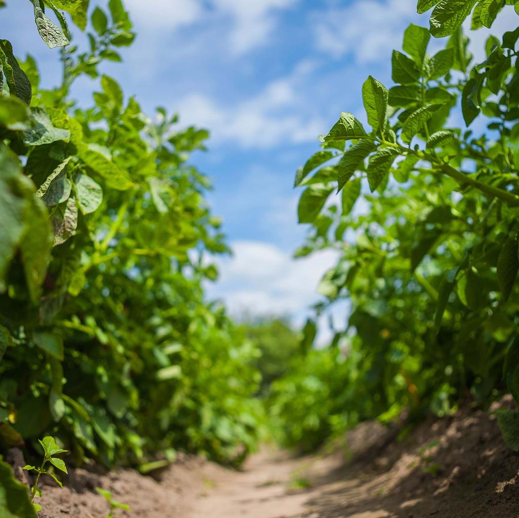 Specialist in veredeling, productie en verkoop van (poot)aardappelen www.plantera.