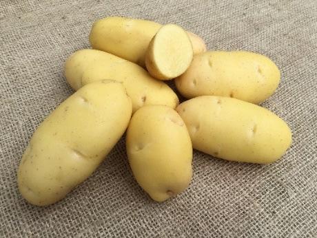 NICOLA Clivia X 6430 1011 Nicola is het bekende vastkokende aardappelras met een excellente smaak. Het heeft langovale knollen, met mooi geel vlees en een gele schil.