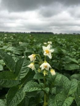 Het hoge resistentieniveau op het gebied van nematoden, maakt het ras waardevol binnen het bouwplan. Het ras is low-input en high-output. Kiemrust 7.