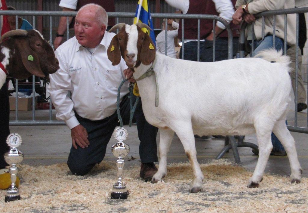 Prijzen Kootwijkerbroek: Kampioen geit