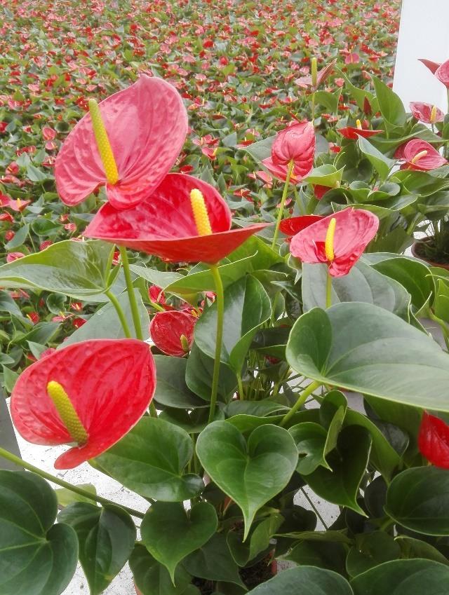 Anthurium Fotosynthese (CO 2 µmol m -2 s -1 ) 14 Fotosynthese-lichtresponse CO 2 en water
