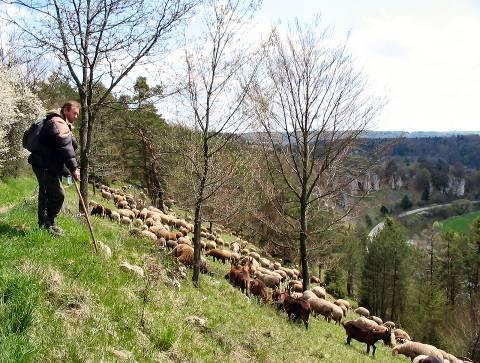 Tijdens het gedeelte over de kam zien we deze kudde schapen met herder en natuurlijk