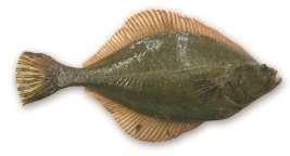 4 Korte beschrijving diadrome vissoorten Dit hoofdstuk beschrijft kort de verschillende diadrome vissen die zich aan kunnen dienen bij de spuikom van Kornwerderzand in de Afsluitdijk.