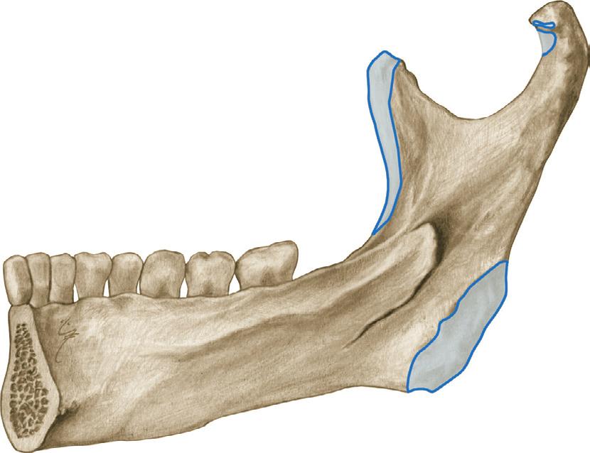 Kauwspieren 2 2.Ab Spieren van het hoofd (kauwspieren). Aanhechtingen op de mandibula, lateraal aanzicht. M.