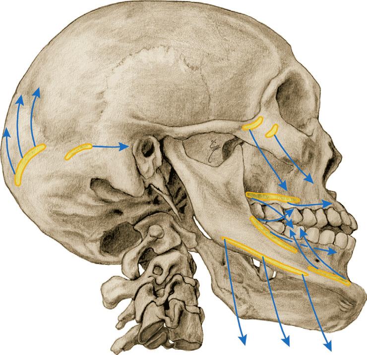 Mimische spieren 2 2.Bb Spieren van het hoofd (gezichtsspieren mimische spieren), aanzicht rechts-lateraal. Venter occipitalis van de m.