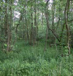 BOSrevue g13 1 De classificatie van bosplantengemeenschappen in Vlaanderen De samenstelling van de vegetatie in bossen kan sterk verschillen van plaats tot plaats.