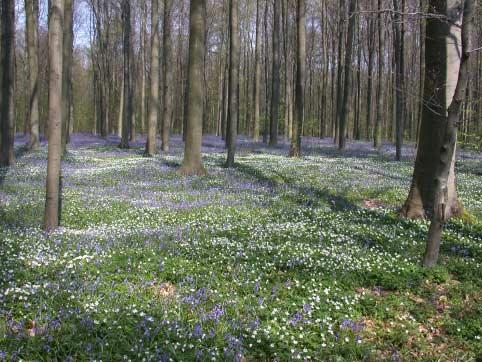 BOSrevue g13 3 Hyacintrijk Eiken-Haagbeukenbos pen in Vlaanderen.