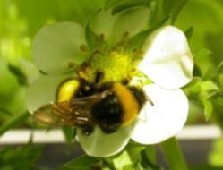 Kunnen we natuurlijke vijanden