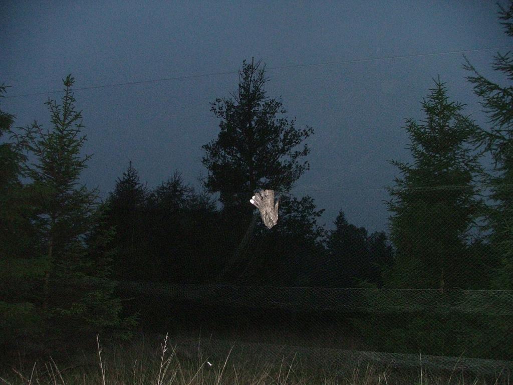 Figuur 2. Een goed opgesteld net; donkere achtergrond, vogel dient tussen bomen door te vliegen.