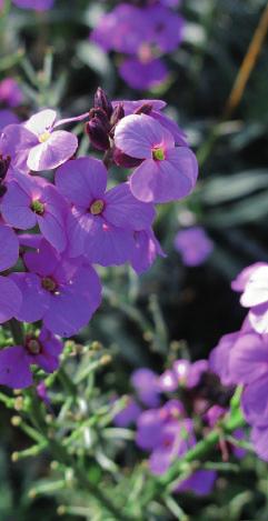 Combinatie met drie hoogtes gewone brunel Prunella vulgaris muurpeper Sedum (L) acre 'Aureum' steenraket