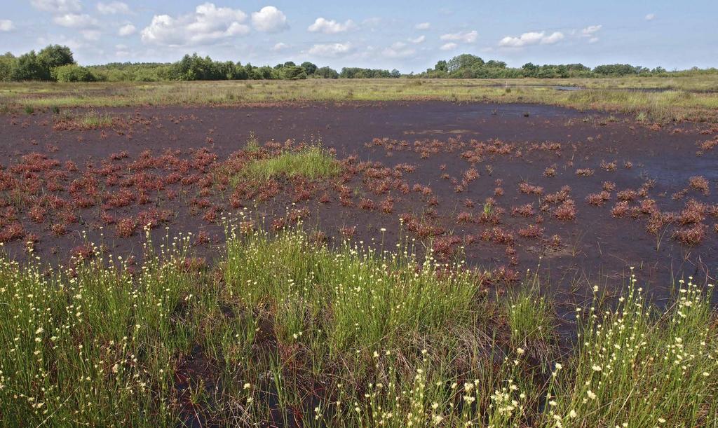 Oud cultuurlandschap Niet alleen het kletsnatte hoogveen, maar ook de natuurlijke graslanden op onontgonnen veen worden door de kudde onder handen genomen.