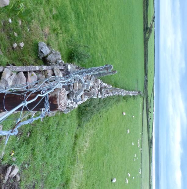 De Connorr Pass op dit schiereiland is van een ongekende schoonheid! Door de Burren voert de reis ons verder naar Galway.