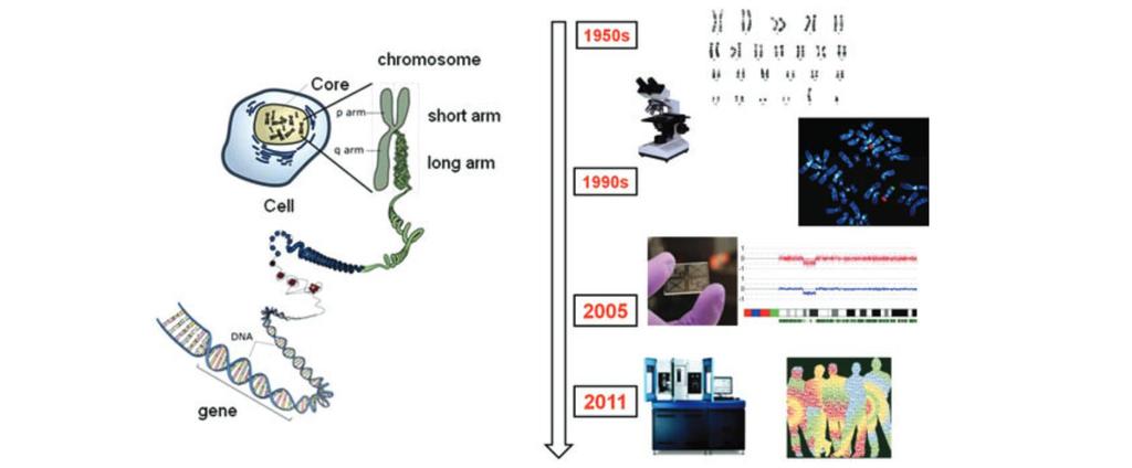 Recente ontwikkelingen in de genetica Ref: Willemsen, Kleefstra (2014):