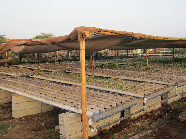 Aquaponics training (Ethiopië) biologisch filter: Het materiaal zit vol met micro-organismen die het giftige ammonium omzetten in het voor planten bruikbare nitraat.