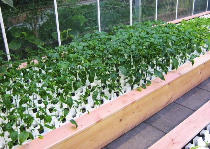 Jonge paprika planten (AOC in Almelo) groeien als een business die uiteindelijk veel meer mensen aan het werk kan zetten.