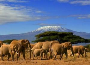 Een safari Tanzania, Zambia of Botswana zal meer op zichzelf staand zijn en bijna altijd meer reizen impliceren.