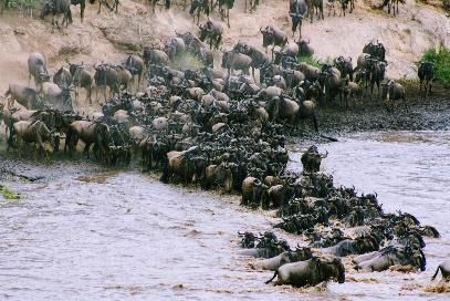 U trekt dan door de Okavango Delta en aan uw zicht onttrokken reist dan een klein gezelschap mee dat uw tent heeft afgebroken en weer opbouwt op een nieuwe locatie, die u samen met uw