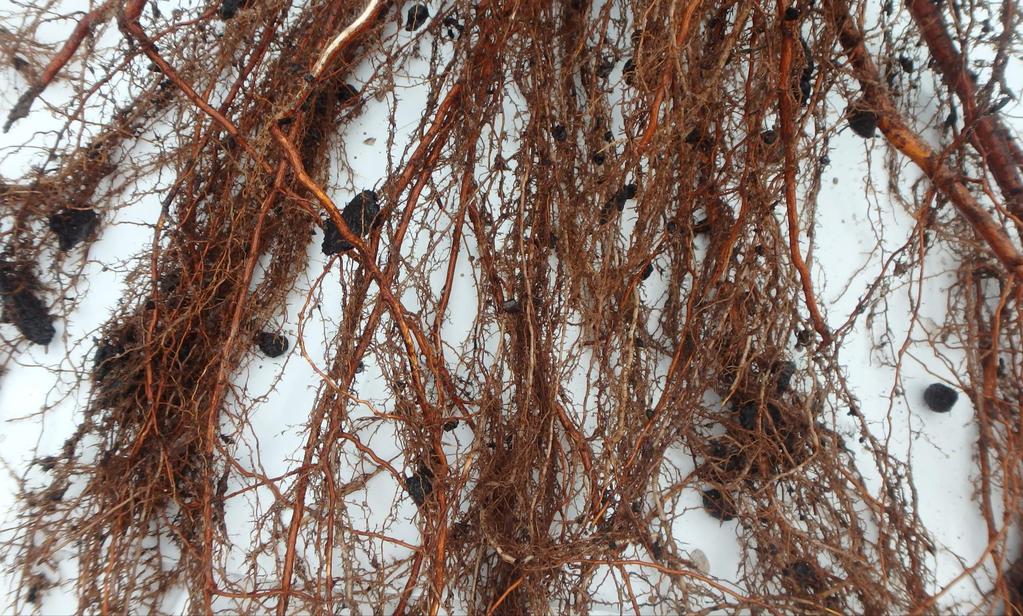 Onderzoeksresultaten wortelanalyse % fijne wortels met mycorrhizaschimmels Bomenzand 40% Bomenzand Biochar 50% Bomenzand Biochar 55% met extra