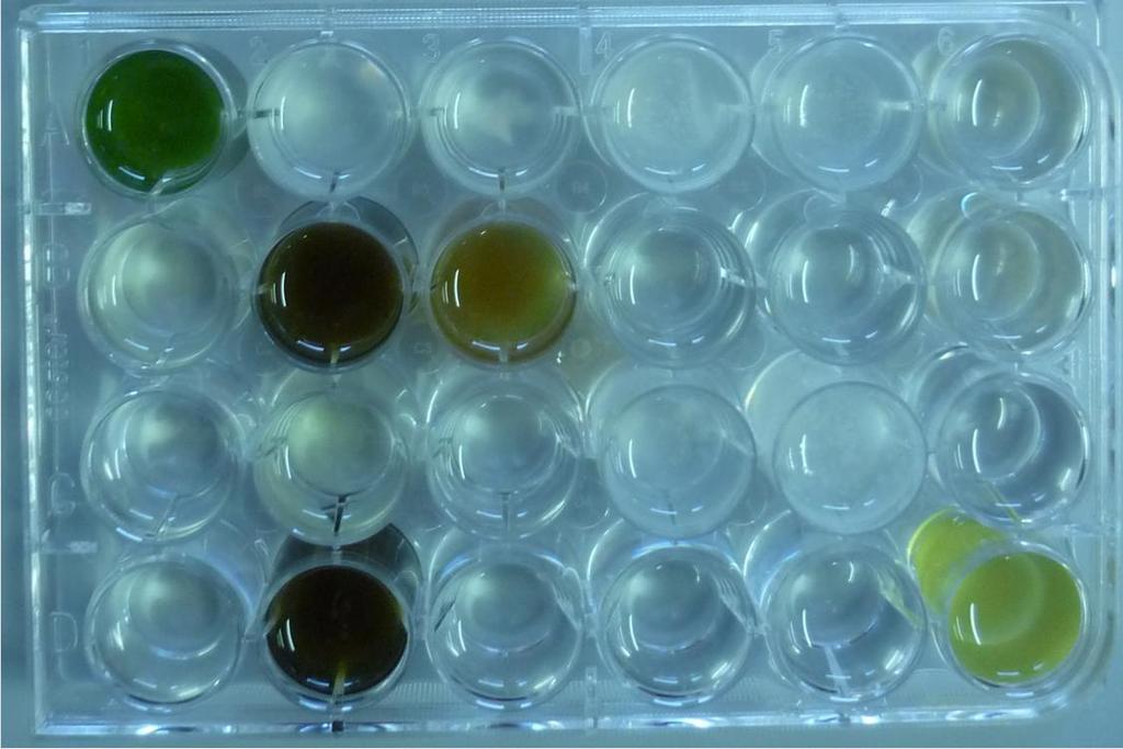 Aantal algen per ml Results microalgae (saltwater species) Well tests Growth of Nannochloropis sp. and Arthrospira sp.
