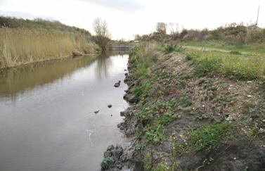 7 afbeelding 2 Grasland met ruigtekruiden