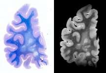 Moleculaire