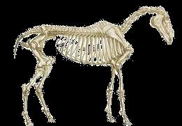 Veel dieren hebben een skelet.
