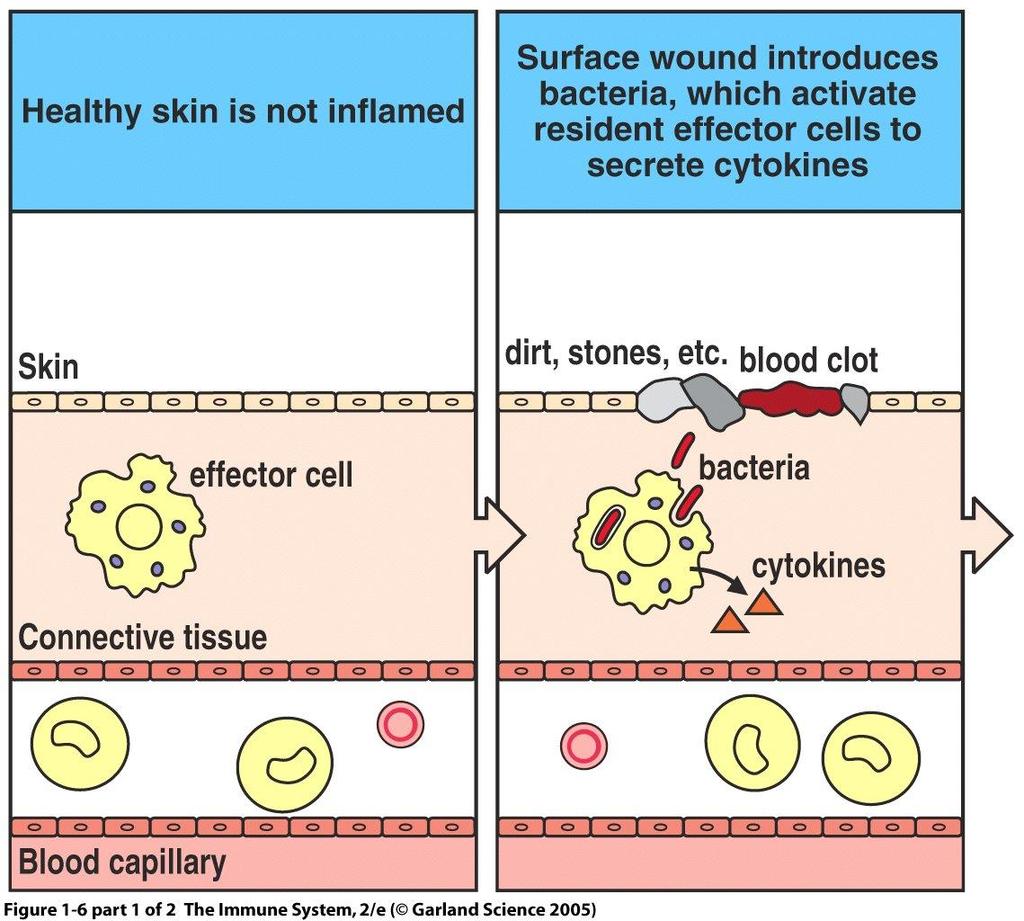 Gezonde huid Wond kan bacteriën introduceren Huid Vuil,steentje etc.