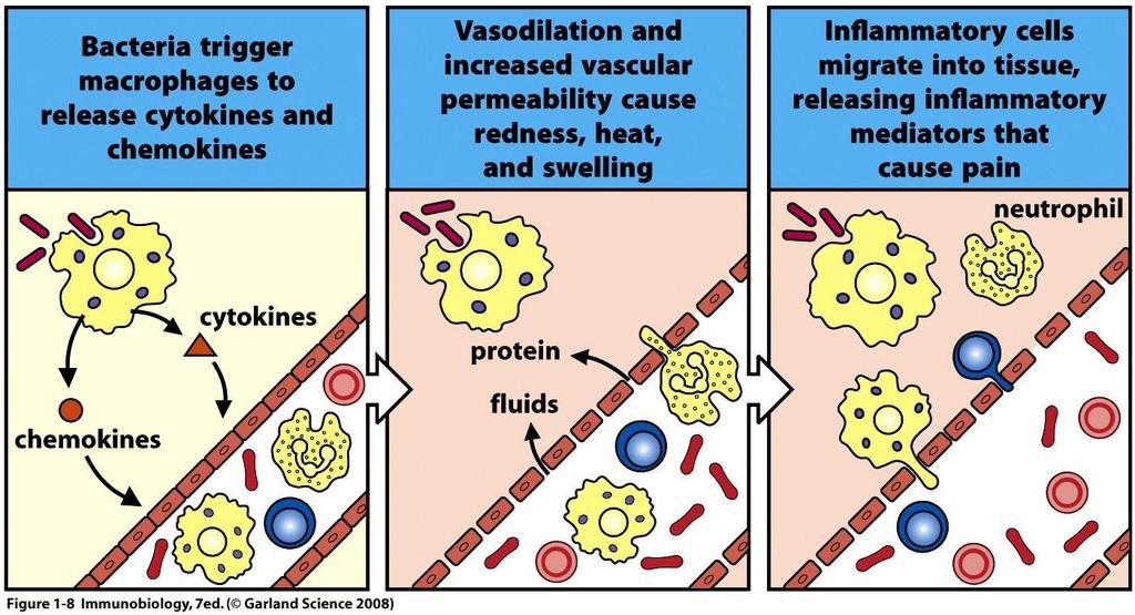 Cytokines komen in het bloed Bloedvat wordt poreus en verwijdt zich Leukocyten