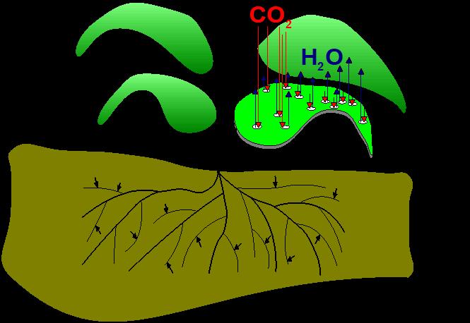 Klimaatverandering: CO 2 impact voor