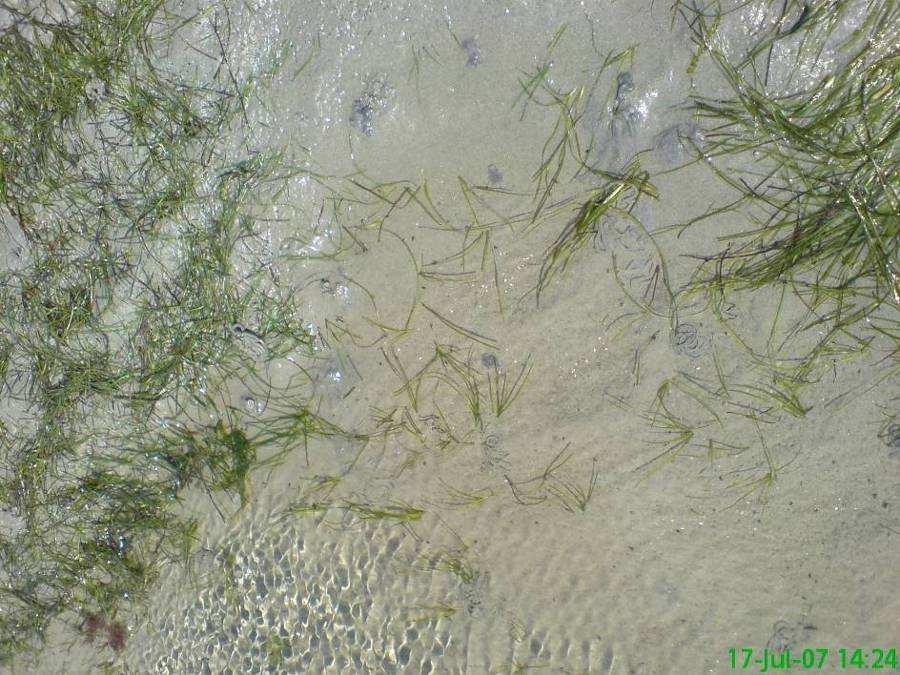 scheuten. Tussen augustus en september was er géén sprake van verdere uitbreiding en waren de zeegrassen op hun retour.