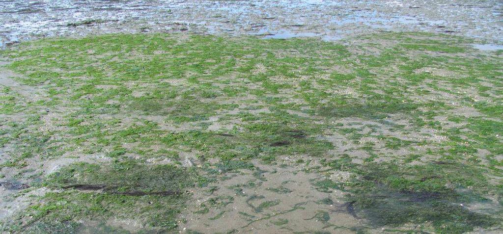 Als we algenbedekking in een grafiek weergeven samen met het aantal schelpen per vierkante meter (Figuur 30), dan zien we dat beide redelijk parallel lopen op de Krabbenkreek.