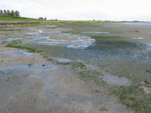 Als er bijvoorbeeld water wordt gepompt uit de werkstroken of het gebied erachter, kan een directe lozing in de zeegrasvelden sterk negatieve gevolgen hebben.