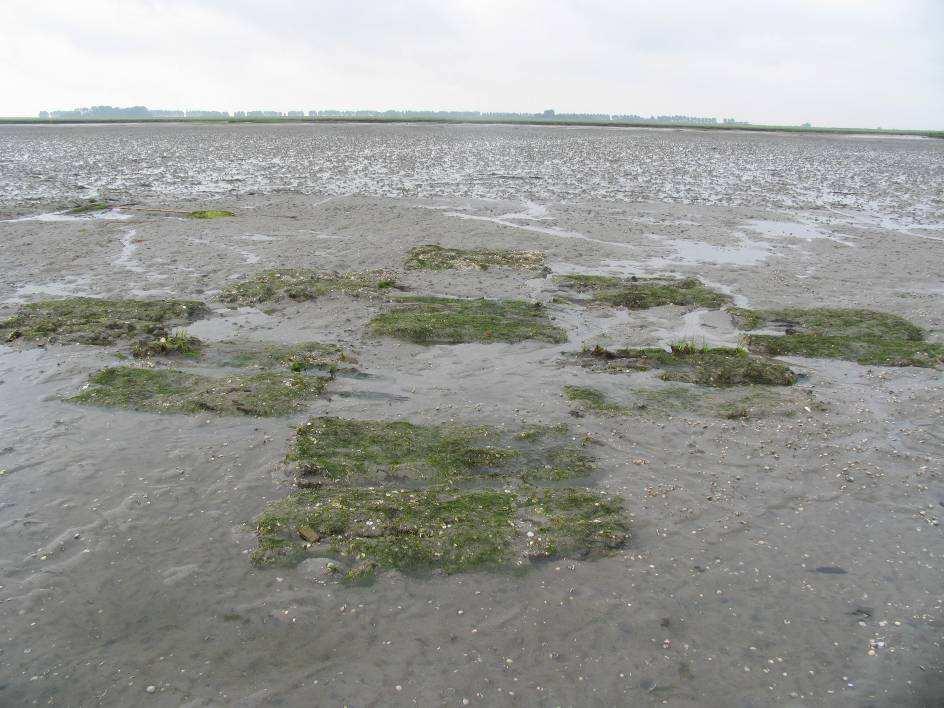 Foto 5 Krabbenkreek: Veilige plot met 8 zeegras