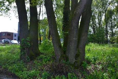 Beschermwaardige Boom nr.