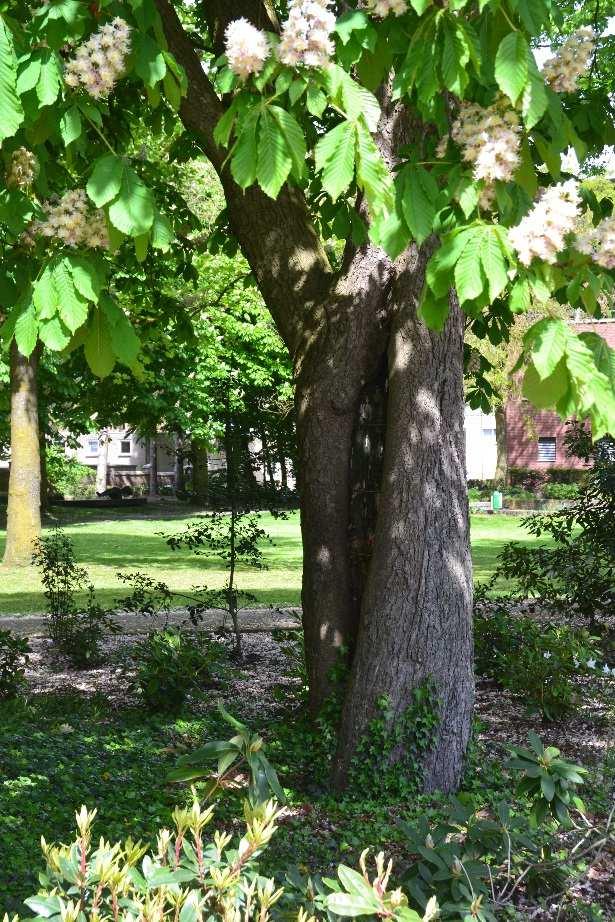 (combinatie criteria 1/3) Als één van de vele bomen van het Moussaultpark en staand aan de rand bij de straat, springt deze boom er