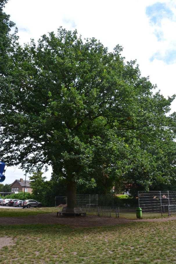 Beschermwaardige Boom nr.