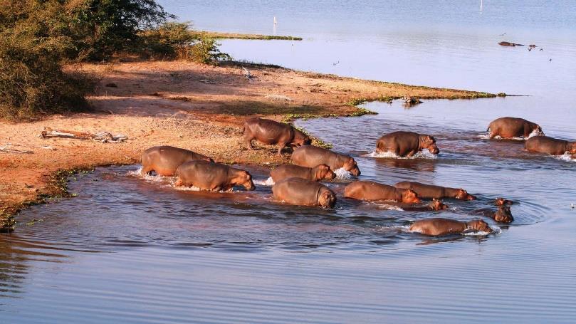 Dag 4: LAKE KARIBA, ZIMBABWE Breng de dag ontspannen door in het zwembad of neem deel aan veel van de optionele activiteiten.