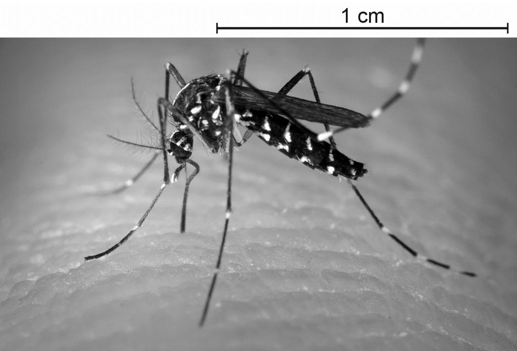 Van muggen bestaan verschillende soorten. Vijf soorten zijn: dansmug, steekmug, tijgermug, steltmug en langpootmug. In de afbeelding zie je een van deze soorten.