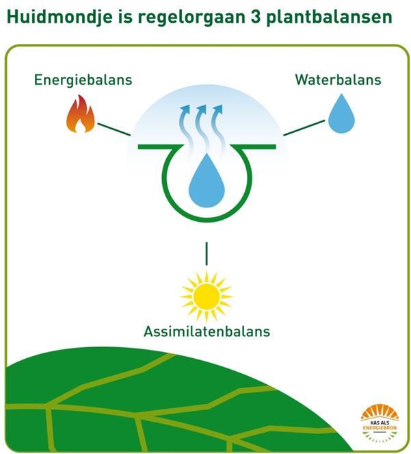 Huidmondjes en plantbalansen Huidmondjes open: CO 2 -opname - assimilatenbalans verdamping waterbalans op peil verdamping