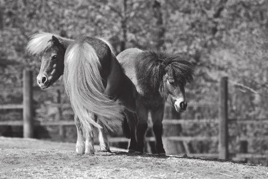 Dit zijn de gegevens van de twee shetlanders in de wei: nodig: uitwerkbijlage naam Sam Siem kleur vos bruin leeftijd vijf jaar vier jaar geslacht mannelijk gecastreerd mannelijk gecastreerd gewicht ±