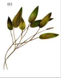 , 2016) Potamogeton natans Plant oppervlak 8.5 ± 3.