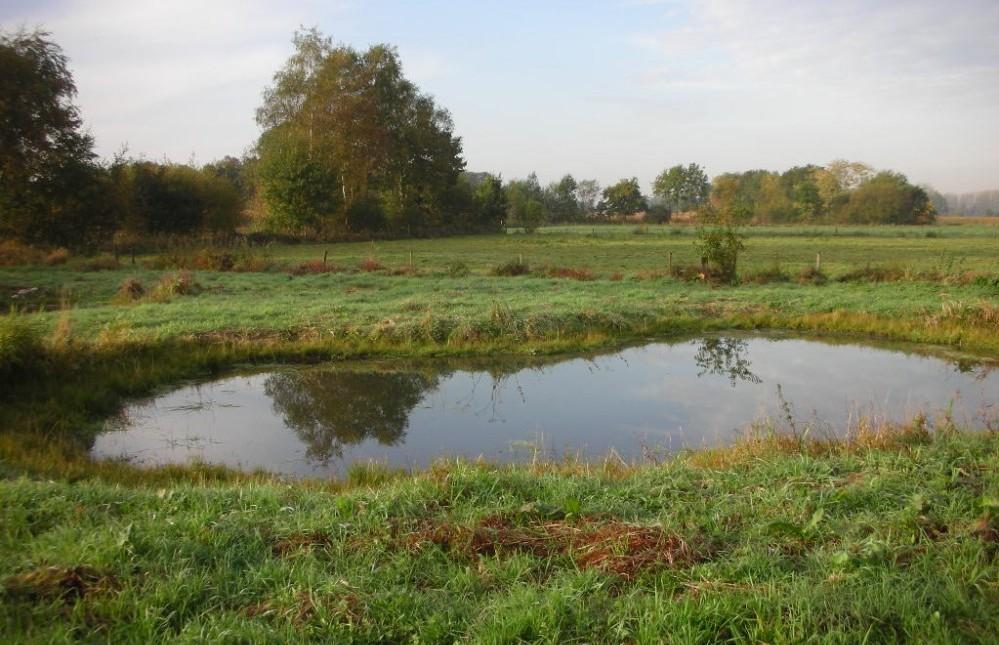 Amfibieënpoel Eindbeeld Een amfibieënpoel is een natuurelement dat niet aansluit op een waterloop en gevoed wordt door grond- en/of regenwater en waarvan in de winterperiode de natte oppervlakte voor