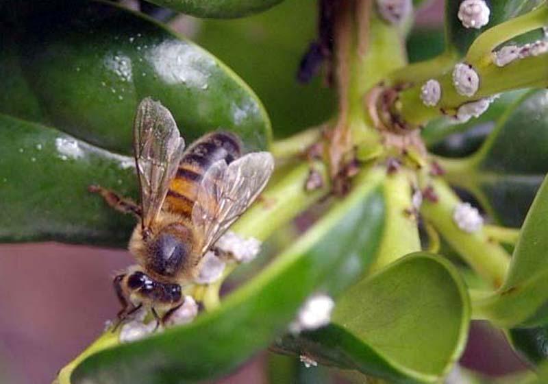 Hoe krijgen bijen het binnen? Behandeld gewas Contact Stuifmeel (uitgestelde consumptie!, opslag in kast) Nectar (uitgestelde consumptie!