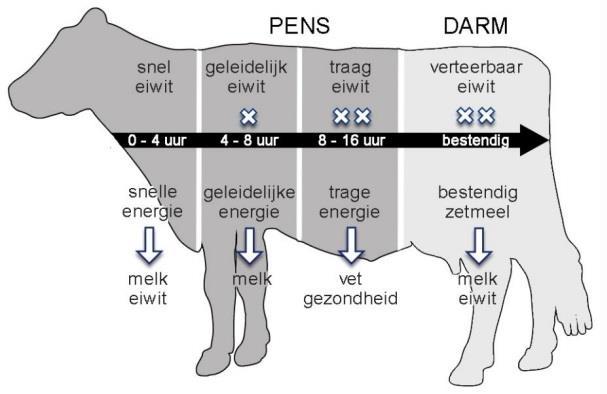 d. Wat voor soort voedermiddel zou je aan het basisrantsoen willen toevoegen. Voer eigenschappen: Links bietenperspulp en rechts bierbostel. 75. Wat verstaan we onder pens synchronisatie? 76.