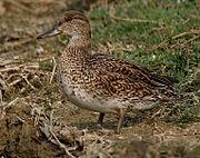 5. Wintertaling - Anas crecca (Grondeleend) Deze eend komt voor in een groot deel