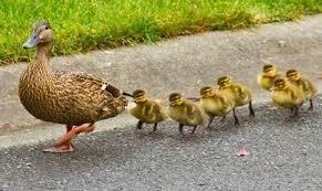 Eenden zijn vogels uit de familie van Anatidae (Eendachtigen). Hierbij horen ook de Ganzen en Zwanen.