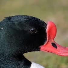 Het verenkleed is bont gekleurd en bij het mannetje en het vrouwtje identiek.