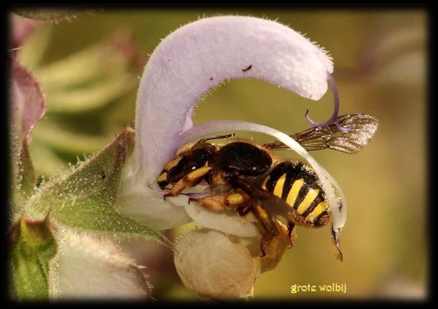 Lezing 'Insecten in uw tuin' Bij insecten denken we al gauw aan vervelende kriebelbeestjes of gemene stekers.